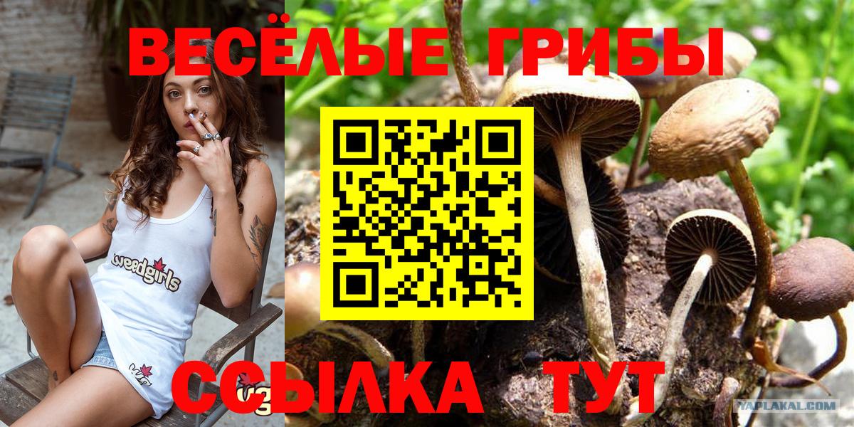 Галлюциногенные грибы Psilocybine cubensis  Вход с VPN  Воскресенск  Псилоцибиновые грибы Psilocybe 